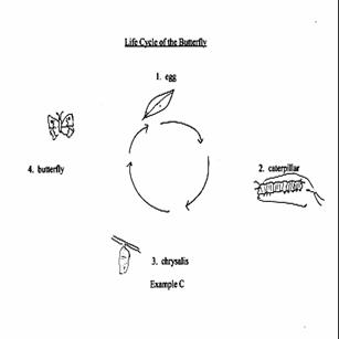 life cycle of a butterfly dress